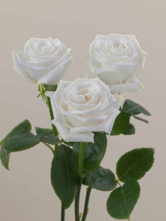 compare product Roses White Playa Blanca 50cm