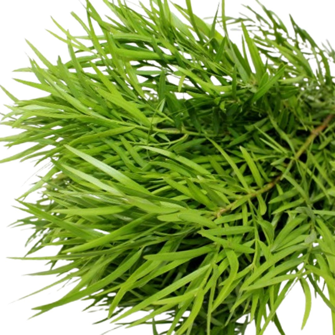 Podocarpus Weeping - 25 Pack