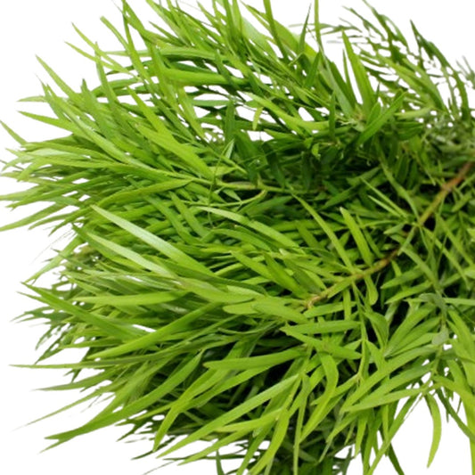 Podocarpus Weeping - 25 Pack