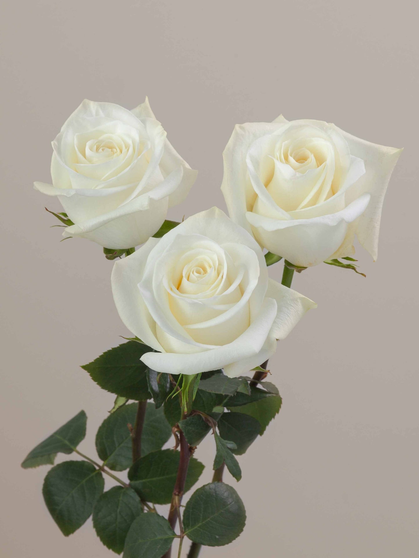 Polar_Star_RoseTrio_View_Rosaprima.jpg