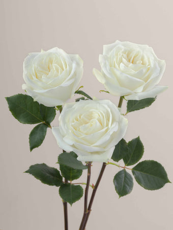 compare product Roses White Polo 70cm