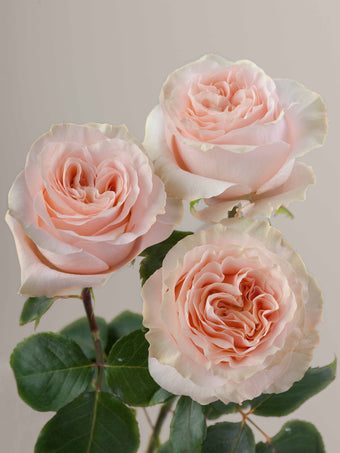 compare product Roses Peach Princess Crown 60cm