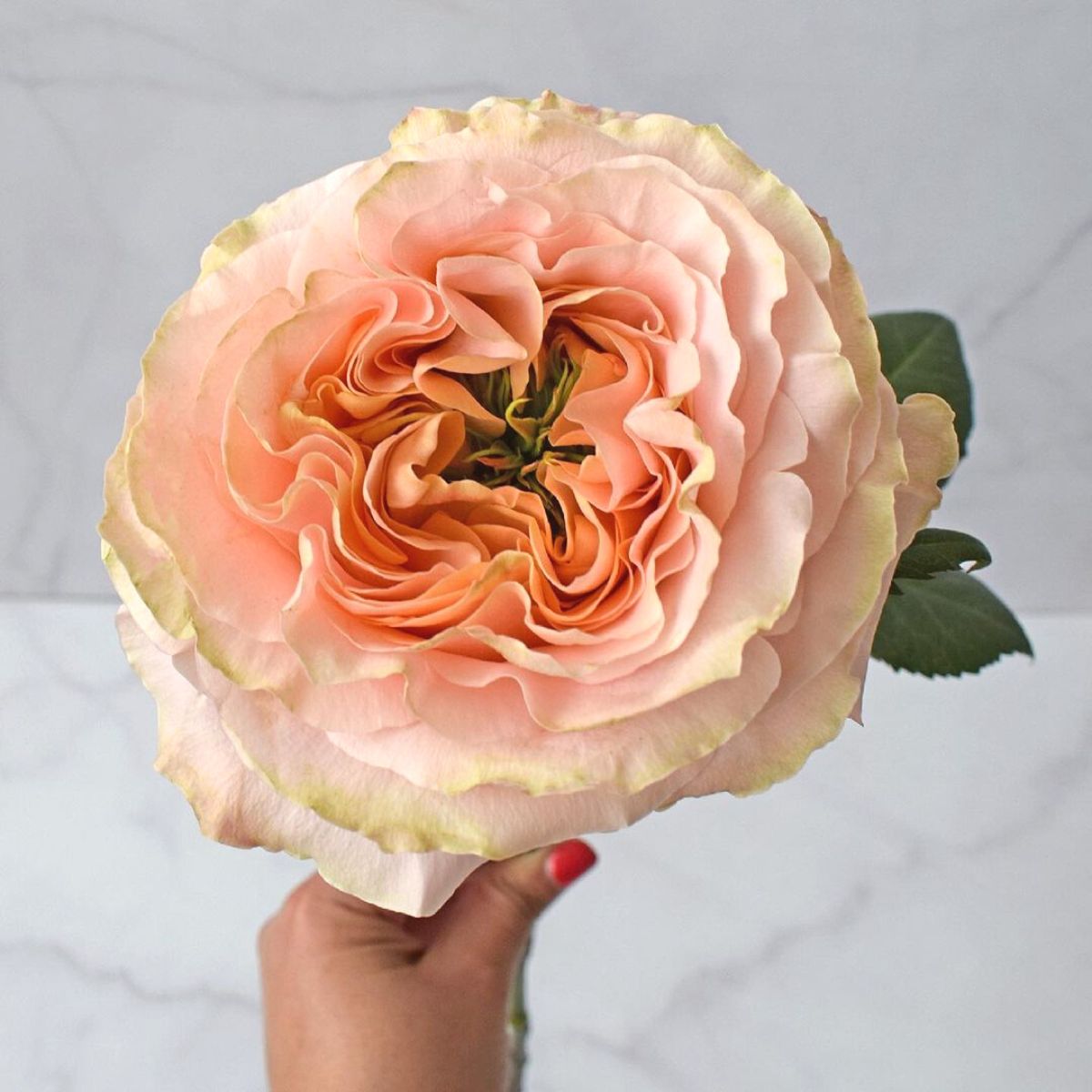 PRINCESS CROWN Peach Rose 60