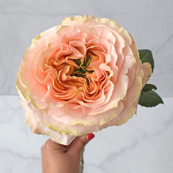 compare product PRINCESS CROWN Peach Rose 60