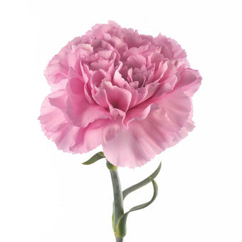 compare product Carnation Fancy Lavender Prinz
