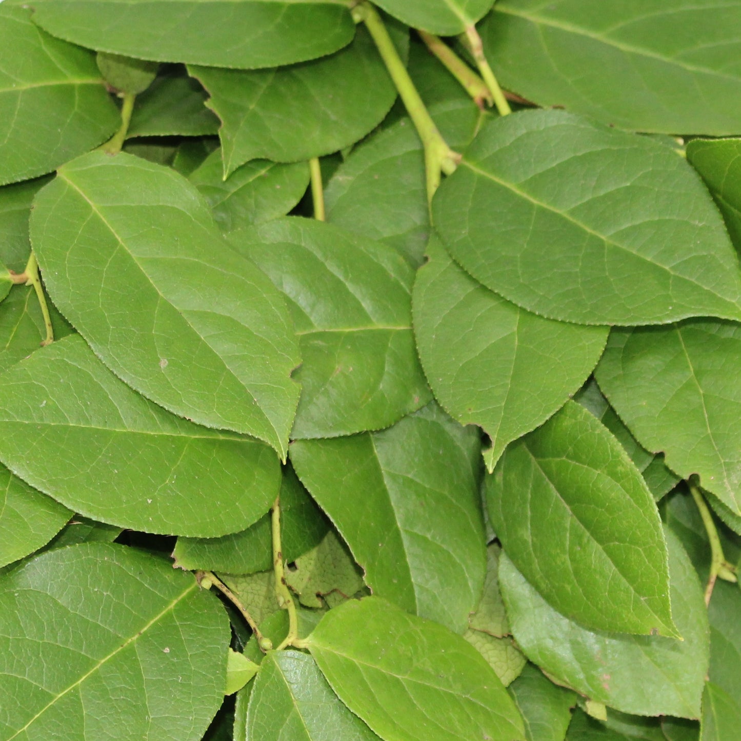Salal Tips - 25 Pack