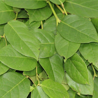 Salal Tips - 25 Pack