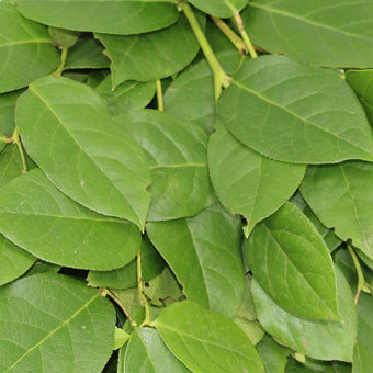 compare product Salal Tips - 25 Pack