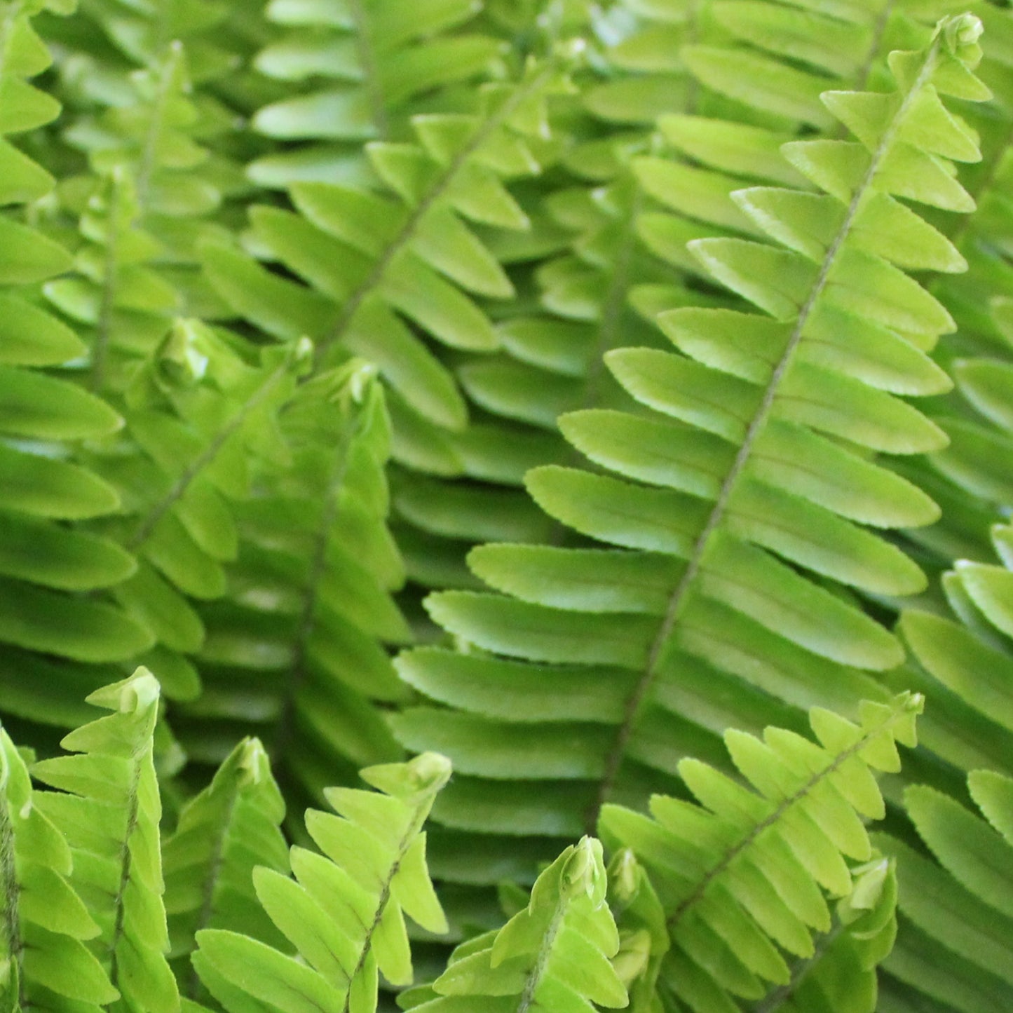 Sword Fern - 40 Pack