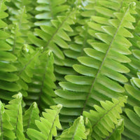 Sword Fern - 40 Pack