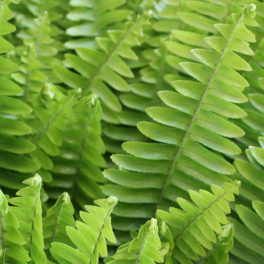 Sword Fern - 20 Pack