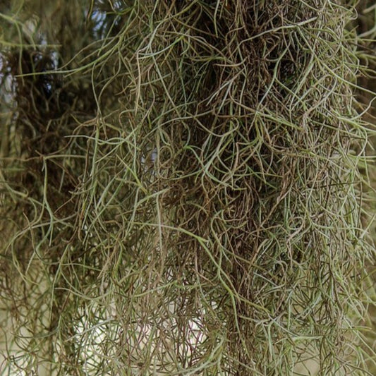 Spanish Moss