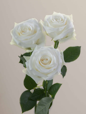 compare product Roses White Proud 60cm