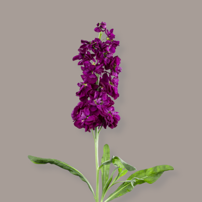 Stock D.B. Dark Purple 70 Cm
