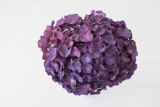 Hydrangea Purple Super Select 30ST QB