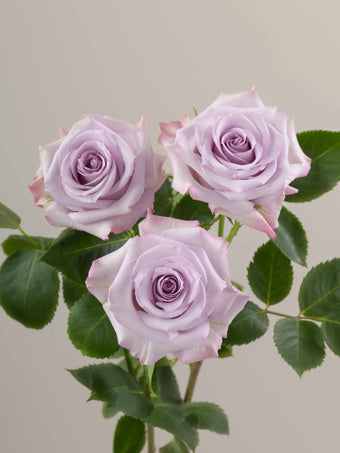 compare product Roses Lavender Purple Haze 60cm