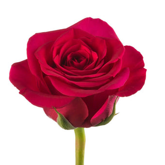 compare product Color Roses 40cm Queenberry