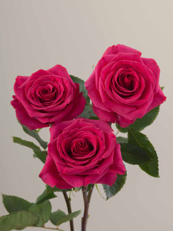 compare product Roses Hot Pink Queenberry 70cm