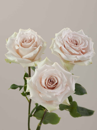 compare product Roses Ivory Quicksand 80cm