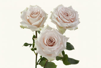 compare product Roses Ivory Quicksand 50cm