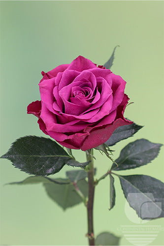 Roses Purple Ascot 40cm