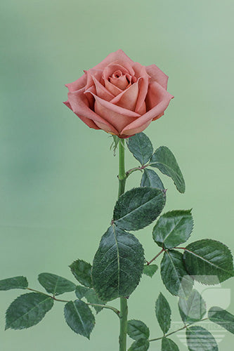 compare product Roses Vintage Barista 50cm