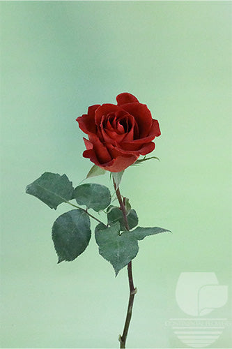 Roses Vintage Cafe Del Mar 50cm