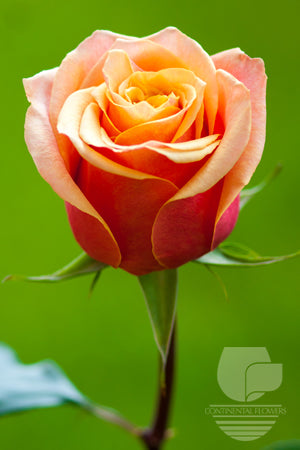 compare product Roses Orange Bicolor Cherry Brandy 50cm