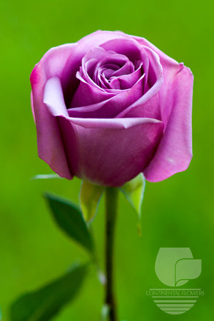 Roses Lavender Cool Water 50cm