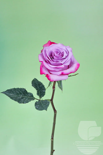 compare product Roses Lavender Deep Purple 50cm