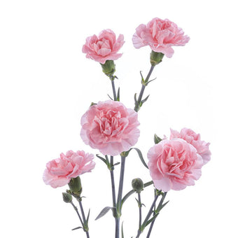 compare product Mini Carnation Pink