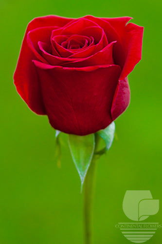 compare product Roses Red Freedom 60-80cm