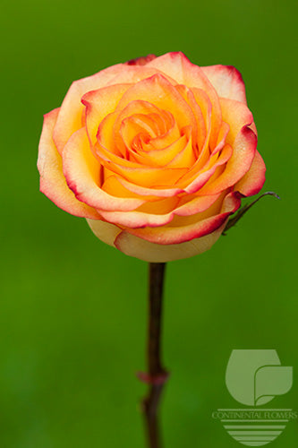 compare product Roses Yellow Bicolor High And Magic 50cm