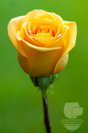 Roses Yellow Hummer 60cm