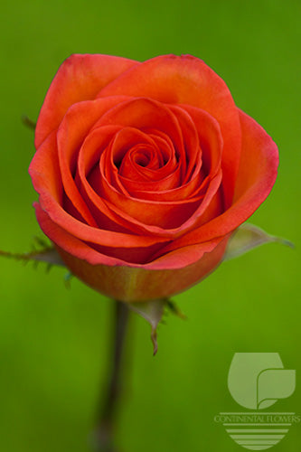 Roses Bicolor High And Orange Magic 40cm