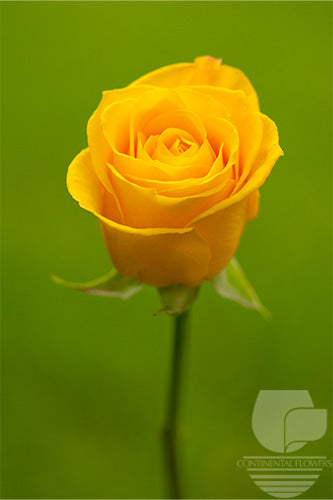 Roses Yellow Intense 50cm