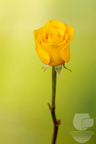 compare product Roses Yellow Light House 50cm