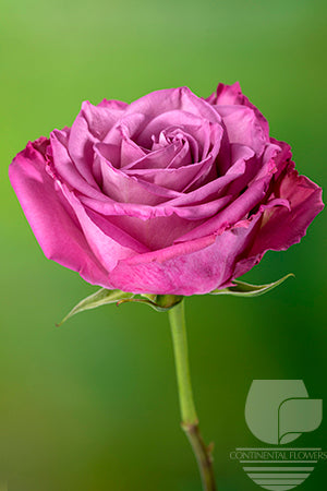 Roses Lavender Moody Blues 60cm