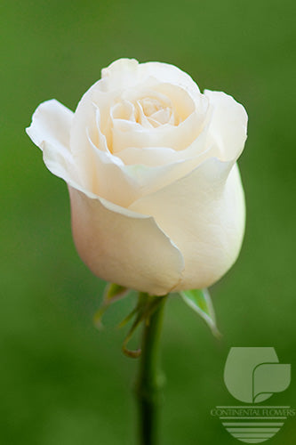 Roses White Mondial 50cm