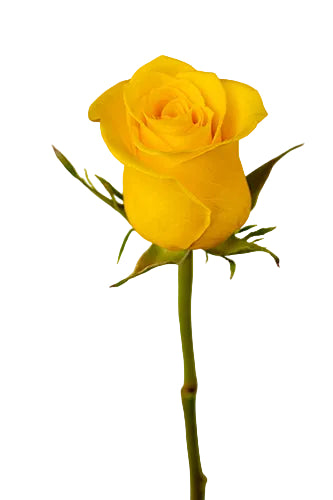 Roses Yellow Momentum 50cm