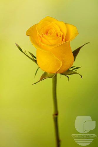 Roses Yellow Momentum 50cm