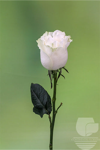 compare product Roses White Moonstone 60cm