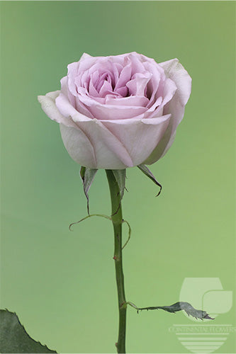 compare product Roses Vintage Notre Dame 50cm