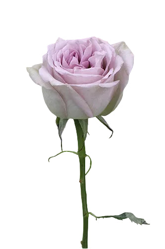 Roses Vintage Notre Dame 60cm