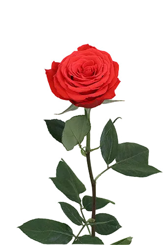 Roses Orange Nina 50cm