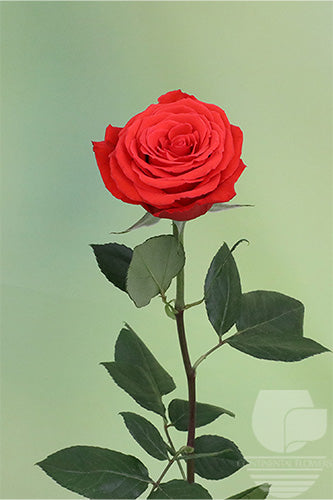 Roses Orange Nina 50cm