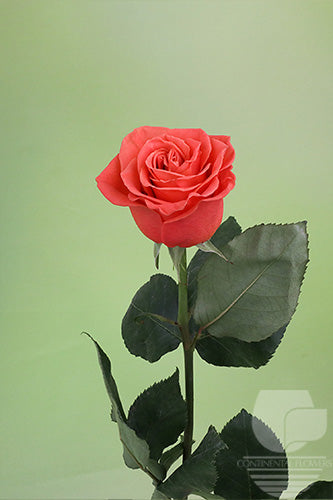 Roses Orange Orange Crush 40cm