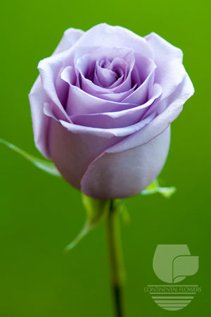 compare product Roses Lavender Ocean Song 50cm