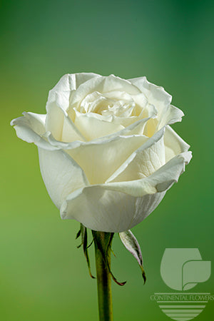compare product Roses White Playa Blanca 60cm
