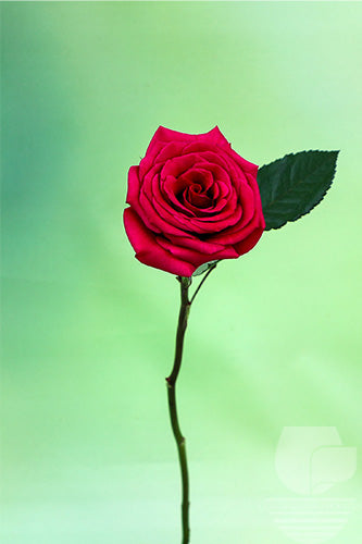 Roses Hot Pink Queen Berry 50cm